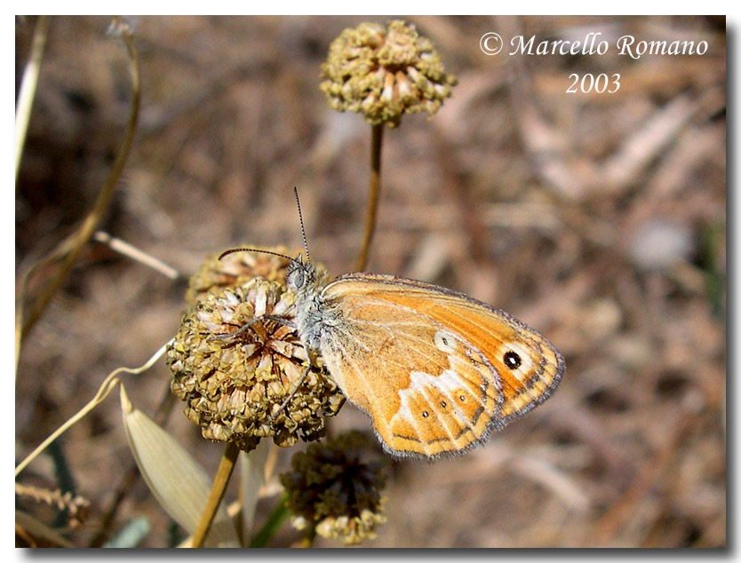 Coenonympha corinna (Lepidoptera, Nymphalidae Satyrinae)